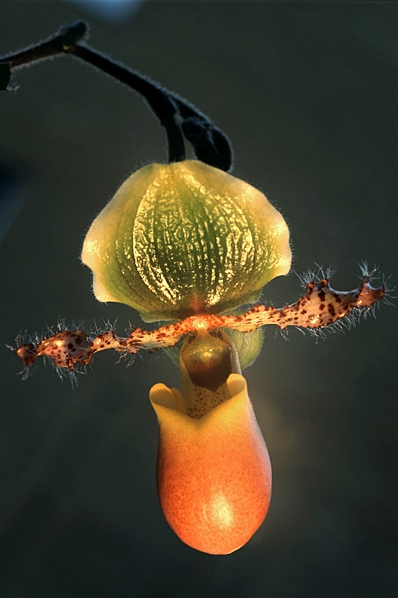 Venussko  'Pinoccio', Paphiopedilum