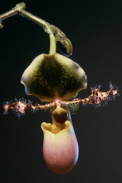 Venussko  'Pinoccio', Paphiopedilum