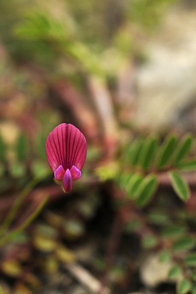 Vicia cretica, Kretavicker, Cretan vetch