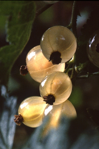 Vita vinbär, Ribes rubrum L.