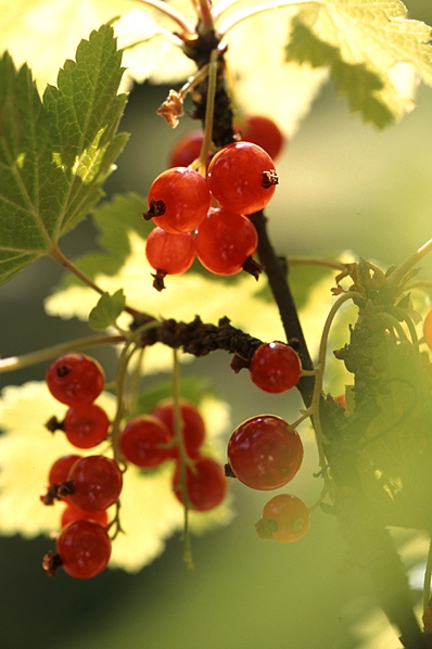 Trädgårdsvinbär, Röda vinbär, Ribes rubrum