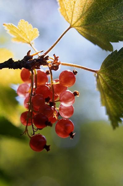 Trädgårdsvinbär, Röda vinbär, Ribes rubrum