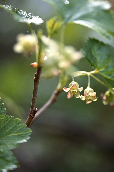 Vinbär, Ribes rubrum
