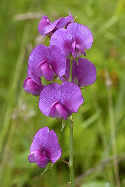 Vingvial, Lathyrus latifolius ssp. heterophyllus