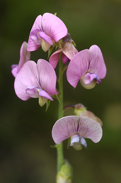 Vingvial, Lathyrus latifolius ssp. heterophyllus