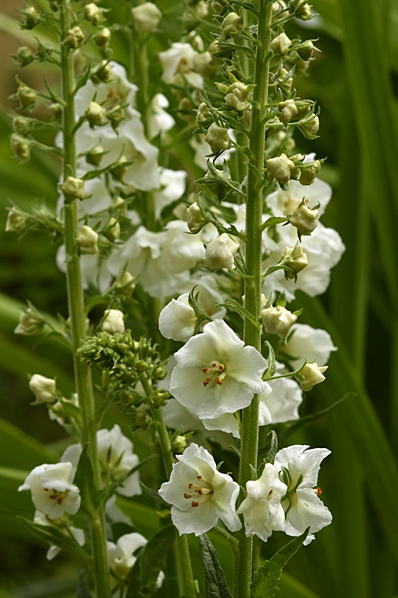 Violkungsljus, Verbascum phoeniceum