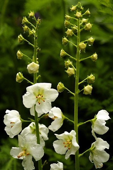 Violkungsljus, Verbascum phoenicum