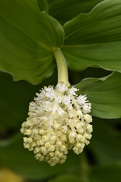 Vipprams, Maianthemum racemosum