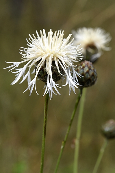 Väddklint, Centaurea scabiosa
