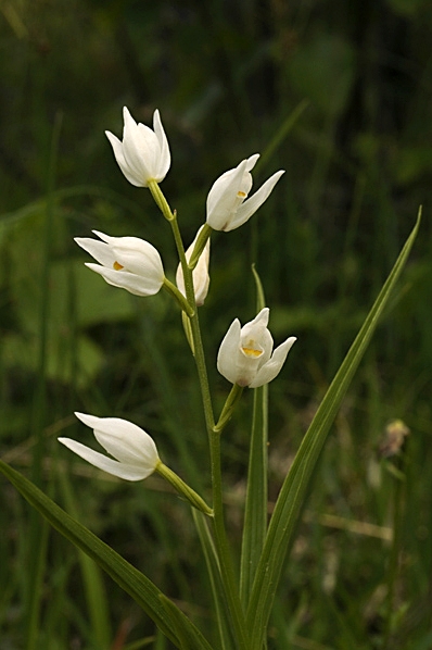 Vit skogslilja, Cephalanthera longifolia, Svärdsyssla