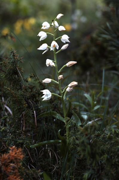 Vit skogslilja, Cephalanthera longifolia, Svärdsyssla