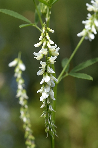 Vit sötväppling, Melilotus albus