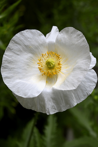 Kornvallmo *Bridal Silk', Papaver rhoeas