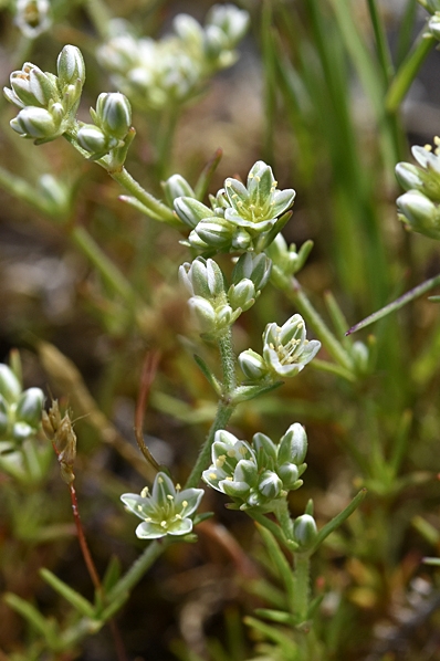 Vitknavel, Scleranthus perennis