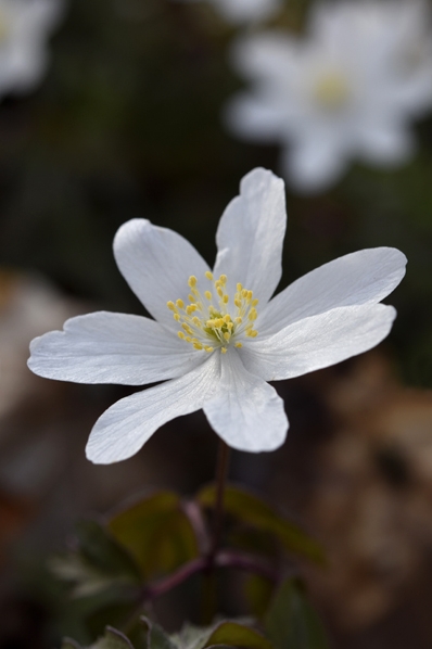 Vitsippa, Anemone nemorosa