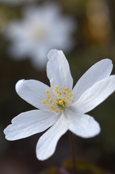 Vitsippa, Anemone nemorosa