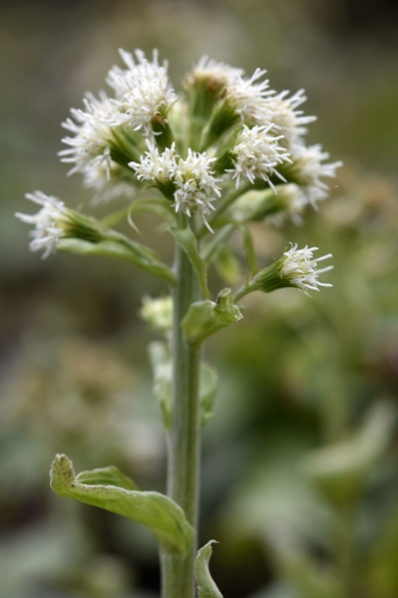 Vitskråp, Petasites albus, skråp