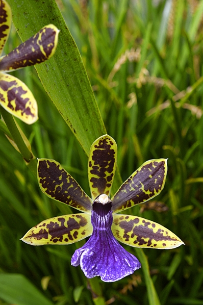 Zygopetalum