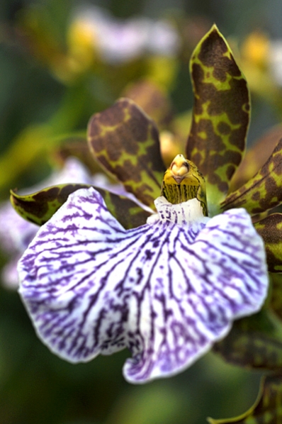 Zygopetalum intermedium, orkidé, orkidéer