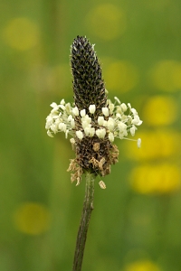 Svartkämpar, Plantago lanceolata