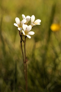 Mandelblomma, Saxifraga granulata