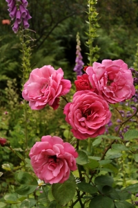 Ros 'Etude'