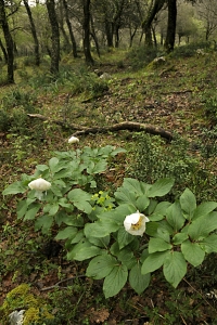 Pion, Paeonia sp.