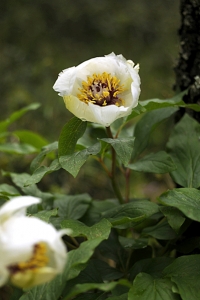 Pion, Paeonia sp.