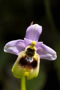 Praktofrys, Ophrys tenthredinifera, Prakt-ofrys, 