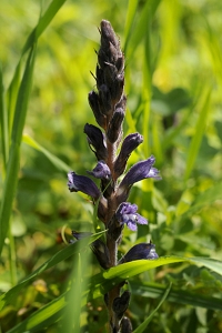 Röllikesnyltrot, Orobanche purpurea, snyltrot, snyltrötter