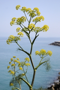 Jättestinkfloka, Ferula communis