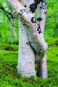 Fjällbjörk, Betula pubescens ssp. tortuosa, ssp. czerepanovii