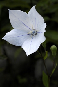 Praktklocka, Platycodon grandiflorus