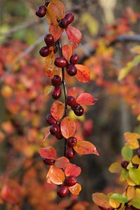 Oxbär, Cotoneaster sp.