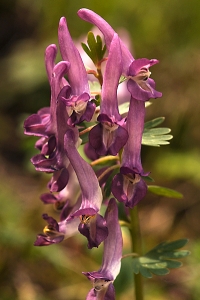Stornunneört, Corydalis solida, stor nunneört, fliknunneört, nunneört