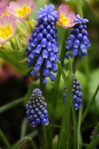 Pärlhyacint 'Bling-Bling', Muscari 