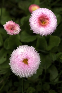 Tusensköna, Fylld tusensköna, Bellis perennis