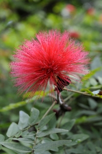 Pudervippa, Calliandra haematocephala, botaniska trädgården i puerto de la cruz, jardin de aclimatacion de orotava