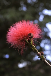Pudervippa, Calliandra haematocephala, botaniska trädgården i puerto de la cruz, jardin de aclimatacion de orotava