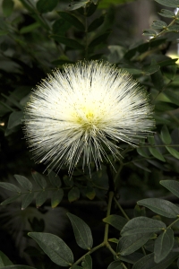 Pudervippa, Calliandra haematocephala 'alba', botaniska trädgården i puerto de la cruz, jardin de aclimatacion de orotava
