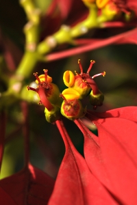 Julstjärna, Euphorbia pulcherrima