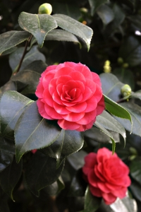Kamelia, Camellia japonica