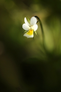 Åkerviol, Viola arvensis