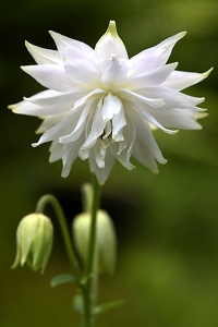 Akleja, Aquilegia vulgaris