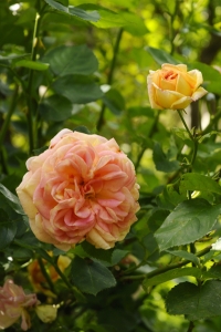 Ros 'Alchymist'