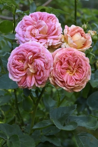 Ros 'Alchymist'