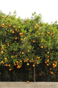 Apelsin, Citrus sinensis