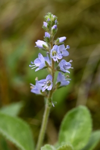 Ärenpris, Veronica officinalis