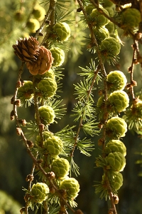 Lärk, asiatisk hybridlärk var. japonica, larix kaempferi x gmelinii