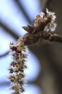 Asp, Populus tremula